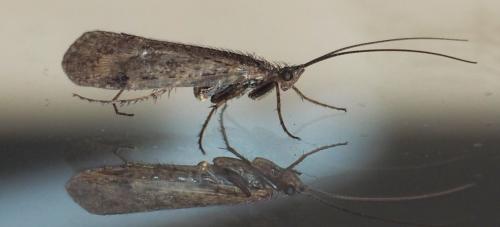 Limnephilus sp.